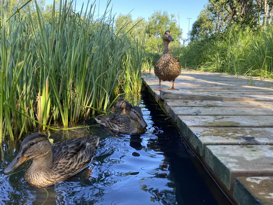 Tre stokkender sv&oslash;mmer i tjern p&aring; Charlottenlund.