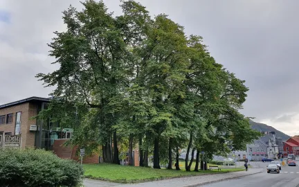 Almelunden ved Tinghuset. Almelunden ved Tinghuset.