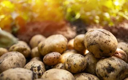 Poteter med jord p&aring;