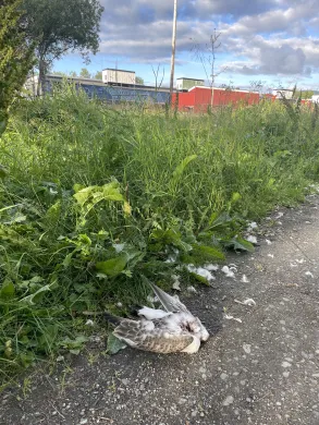 En d&oslash;d fuggel uten hode ligger i veikanten.